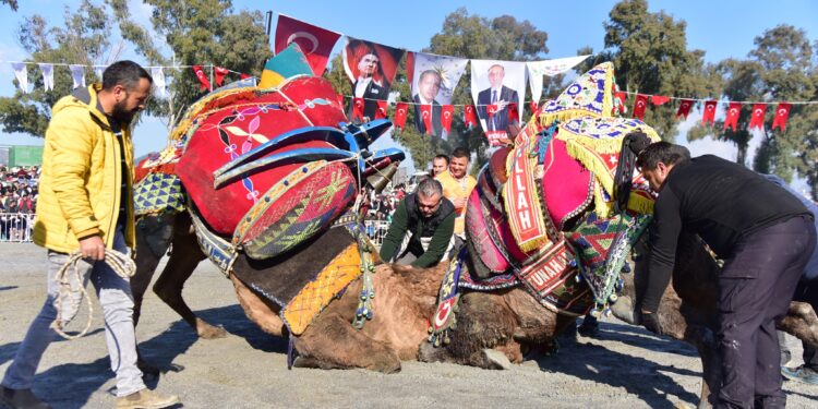 Yılın ilk deve güreşi İncirliova'da yapıldı