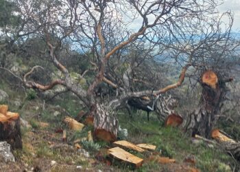 Germencik’te RES projesine ağaç katliamı