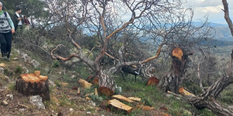 Germencik’te RES projesine ağaç katliamı