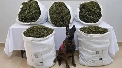 İzmir'in Tire ilçesinde bir arazide, 54 kilo 800 gram kubar