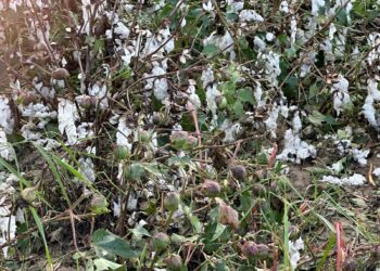 571249456 828938476549200 8130378509196648644 n