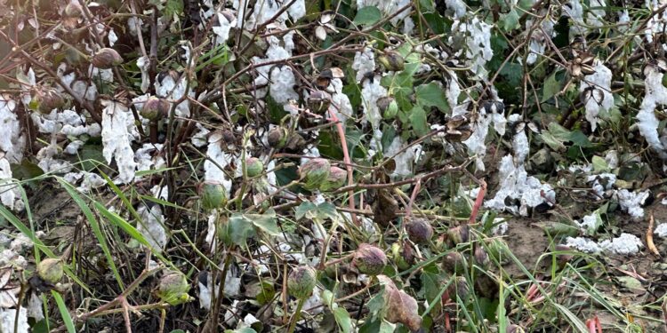 571249456 828938476549200 8130378509196648644 n