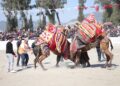 İncirliova Deve Güreşi renkli görüntülere sahne oldu