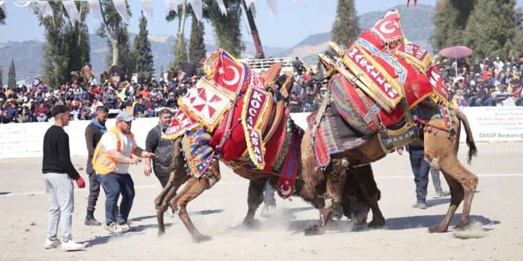 İncirliova Deve Güreşi renkli görüntülere sahne oldu