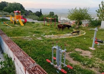 Koçarlı’da tersine Dünya: çocuklar sokakta, inekler parkta