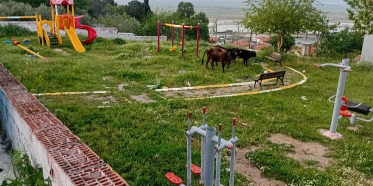 Koçarlı’da tersine Dünya: çocuklar sokakta, inekler parkta