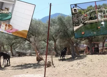 Yangında yaralanan 26 hayvan 'Kurtarılmış Hayvan Çiftliği'nde