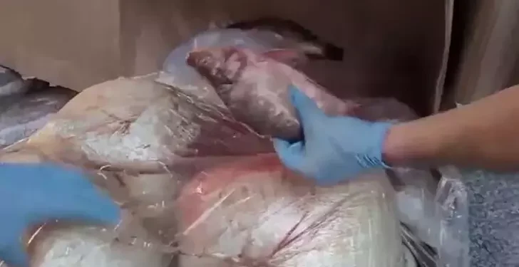 Kokmuş balıkla uyuşturucu sevkiyatına 7 tutuklama