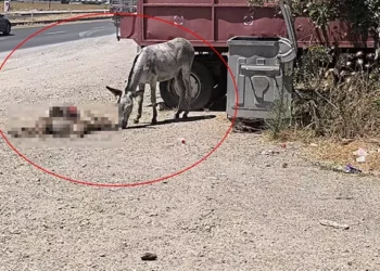Eşek, yavrusunun başından 2 gün boyunca ayrılmadı