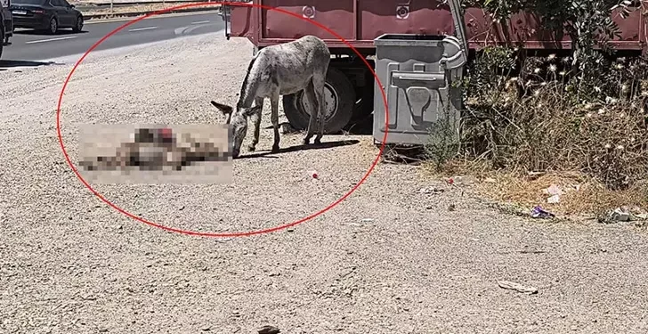 Eşek, yavrusunun başından 2 gün boyunca ayrılmadı