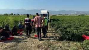 Tarlada yaşanan en acı olay