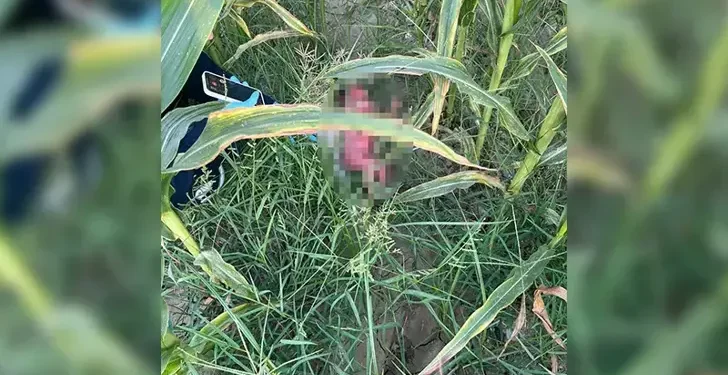 Tarlada bebek bulundu