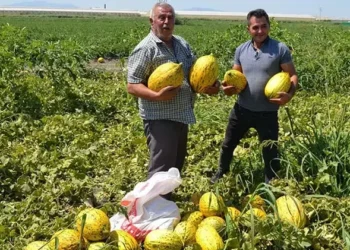 Fiyatı az bulup 600 ton kavun-karpuzu ücretsiz dağıttı