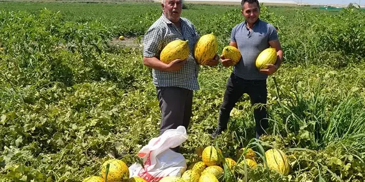 Fiyatı az bulup 600 ton kavun-karpuzu ücretsiz dağıttı