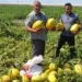 Fiyatı az bulup 600 ton kavun-karpuzu ücretsiz dağıttı
