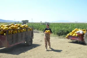 Fiyatı az bulup 600 ton kavun-karpuzu ücretsiz dağıttı