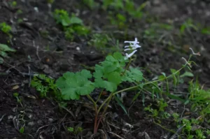 Latmos Dağı’nda yeni bitki türü keşfedildi