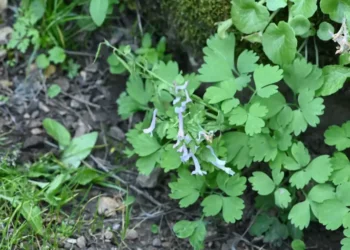 Latmos Dağı’nda yeni bitki türü keşfedildi