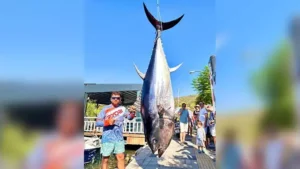 Balıkçılar, oltayla 317 kilogramlık orkinos yakaladı