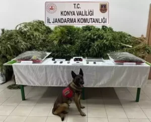 Avukatın çiftliğinde 5 kilogram esrar çıktı