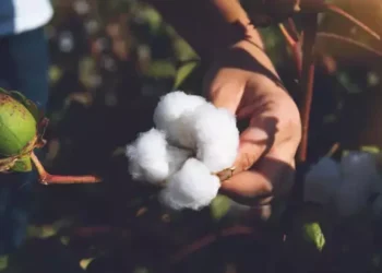 AB tescilli Söke pamuğunun başarısını kutlanacak
