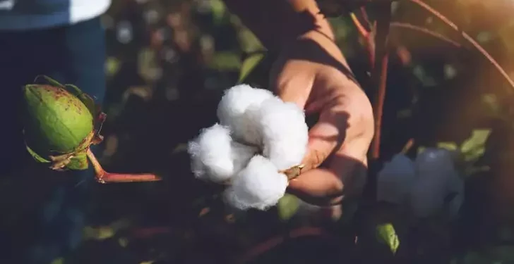 AB tescilli Söke pamuğunun başarısını kutlanacak