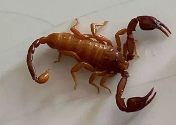 Yeni bir akrep türü keşfedildi