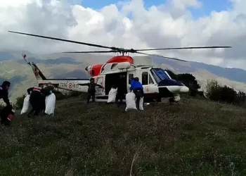 Ormanda 146 kilogram esrar ele geçirildi