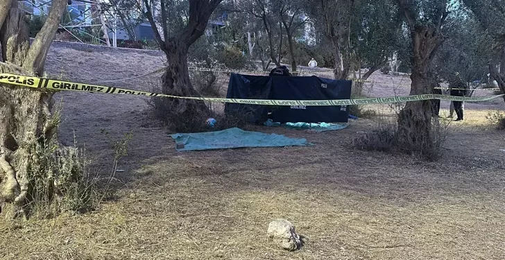 Zeytin toplamak için çıktığı ağaçtan düşüp öldü