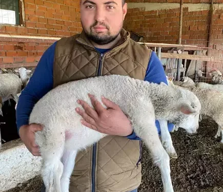 5 bacaklı doğan kuzu şaşırttı