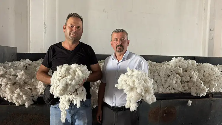 Aydın’da sezonun ilk pamuğu 100 TL’den alındı Aydın’da sezonun ilk pamuğu 100 TL’den alındı