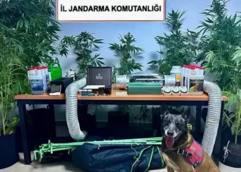 Öğretmen elbise dolabında Hint keneviri yetiştirdi