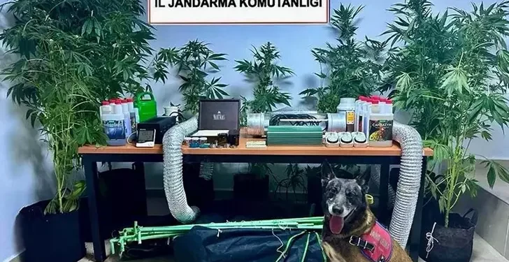 Öğretmen elbise dolabında Hint keneviri yetiştirdi