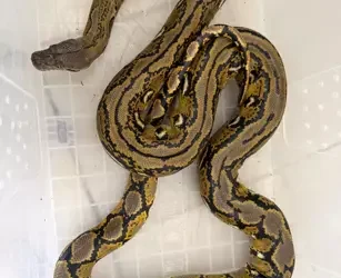 Yolcu otobüsünde, piton ele geçirildi