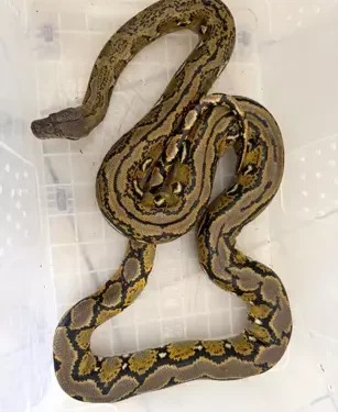 Yolcu otobüsünde, piton ele geçirildi