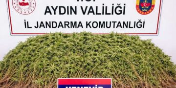 Zeytin bahçesine uyuşturucu serası kurdu