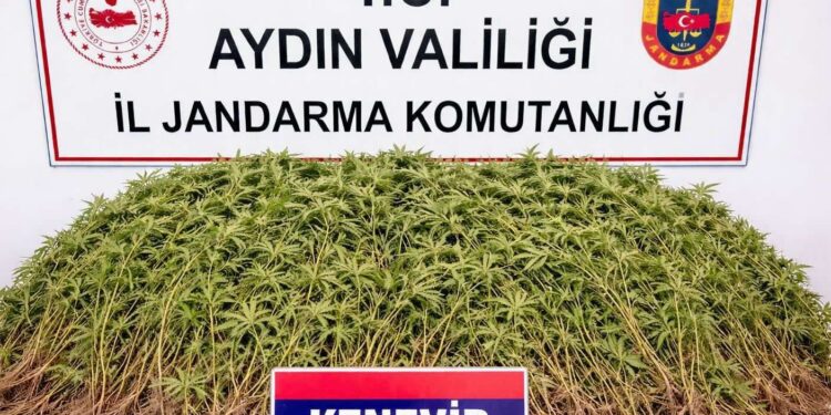 Zeytin bahçesine uyuşturucu serası kurdu