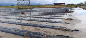 Acarlar’da tarım alarmı Fidanlar çürüdü (2) Acarlar’da tarım alarmı Fidanlar çürüdü (2)