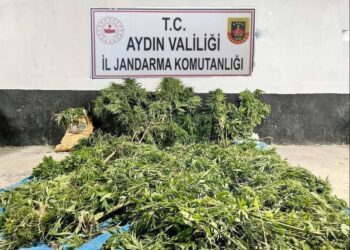 Ağaçlık alanda Hint keneviri eken 2 şüpheli tutuklandı