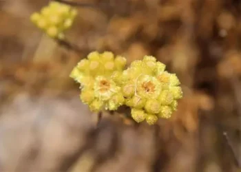 Aydın ölmez çiçeği yok olma tehlikesiyle karşı karşıya