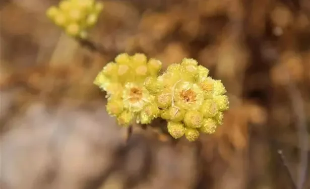 Aydın ölmez çiçeği yok olma tehlikesiyle karşı karşıya