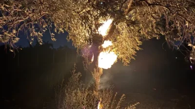Aydın’ın Efeler ilçesinde çıkan yangında 100 dönümlük zeytin bahçesi zarar