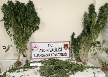 Aydın'da 37 kök kenevir ele geçirildi (2)