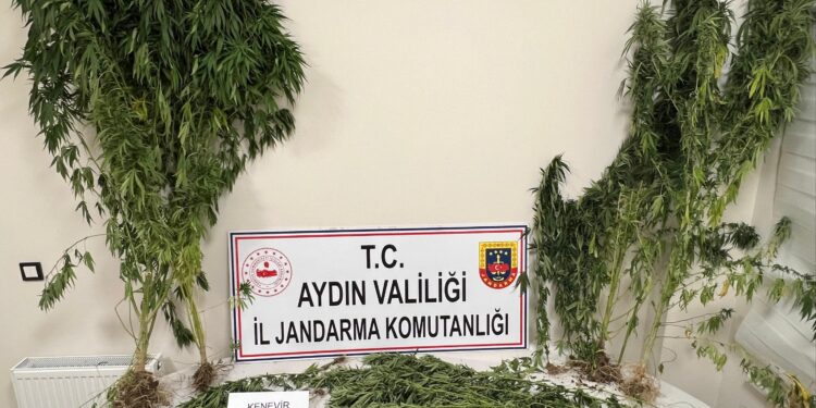 Aydın'da 37 kök kenevir ele geçirildi (2)