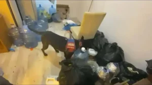 Aydın’da 5 İlçede uyuşturucu şebekesine darbe