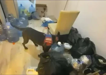 Aydın’da 5 İlçede uyuşturucu şebekesine darbe