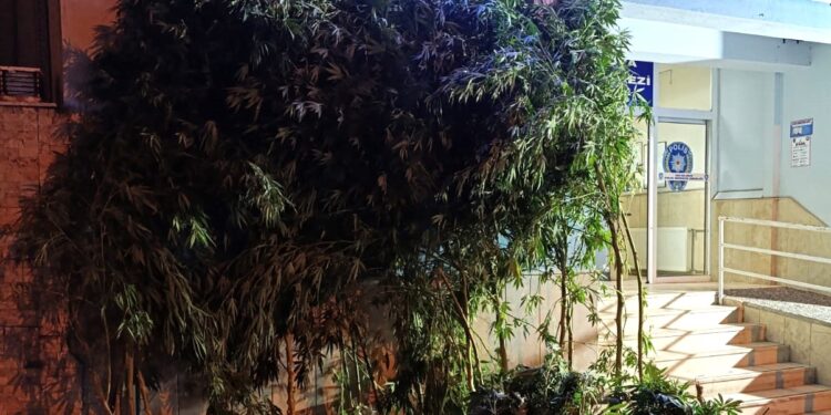 İncirliova’da 5 kilogram kurutulmuş Hint keneviri ele geçirildi
