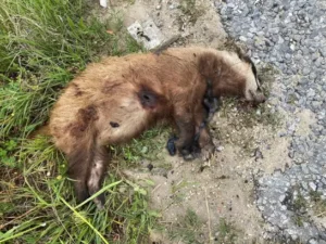 Aydın‘ın Nazilli ilçesinde, soyu tükenme tehlikesi altında olan Avrupa porsuğu,