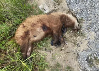 Aydın’da Avrupa porsuğu silahla öldürüldü