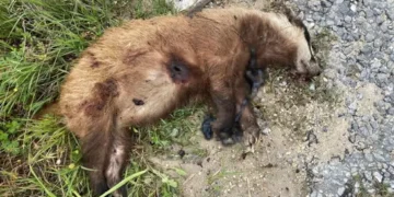 Aydın’da Avrupa porsuğu silahla öldürüldü
